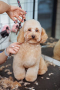 Complete Grooming